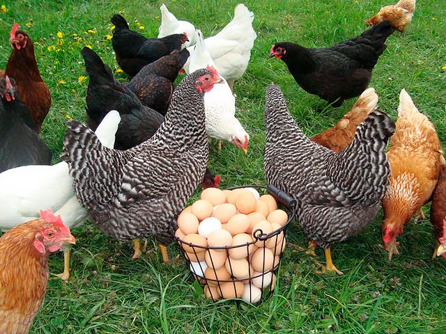 Содержание кур и уход за ними | ЗооТом - продажа, вязка и услуги для животных в Хвалынске