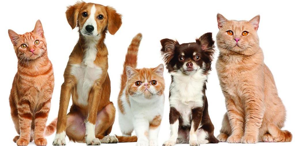 Доска объявлений о животных | ЗооТом - продажа, вязка и услуги для животных в Хвалынске