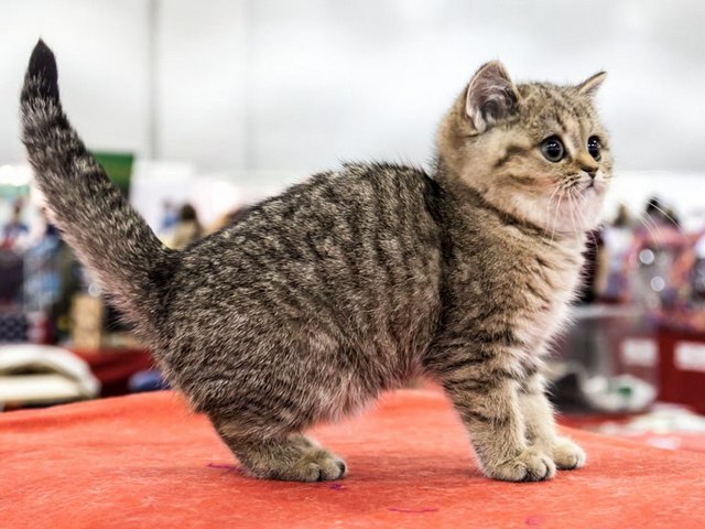Породы кошек в Хвалынске | ЗооТом портал о животных