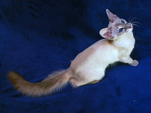 Выведенные породы кошек в Хвалынске | ЗооТом портал о животных