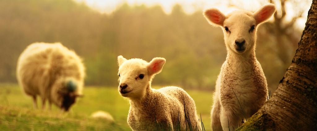 Объявления о сельскохозяйственных животных | ЗооТом - продажа, вязка и услуги для животных в Хвалынске