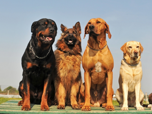 Крупные породы собак в Хвалынске | ЗооТом портал о животных